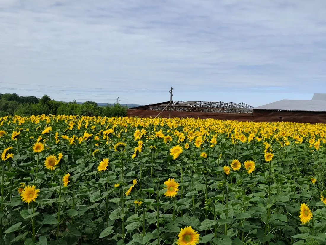 Champ de tournesols en fleurs en Ukraine