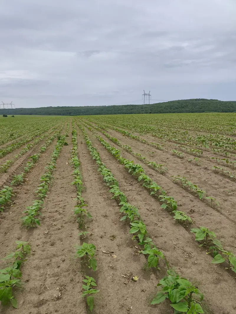 Jeunes tournesols dans un champ familial en Ukraine